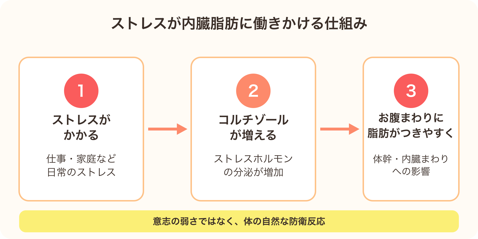 ストレスからコルチゾール分泌、内臓脂肪蓄積に至る仕組みを示す図解