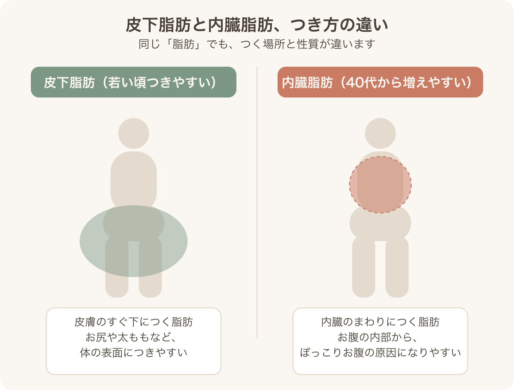 内臓脂肪と皮下脂肪のつき方の違いの図解